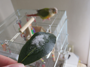 ビビるウロコ
