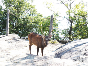 みやま山頂ちかくにいた鹿