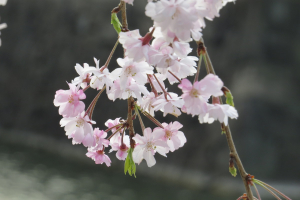 お濠の桜