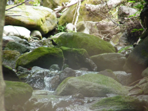 少し残っていた苔と黒ツグミ、小さっ