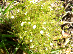 食虫植物、石もち草？