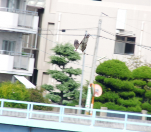 飛び物は難しい