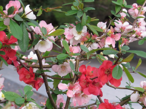 ３色、ボケの花