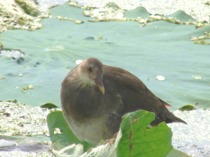 ベンギンみたい