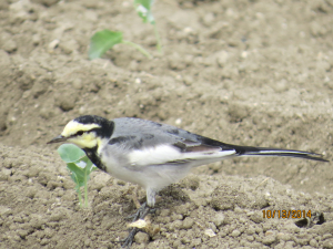 鶺鴒の幼鳥