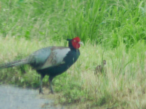 何みえるの？