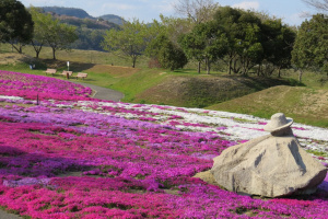 今年の芝桜はまだ満開ではありません