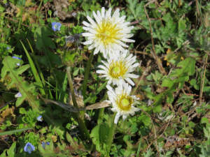 大中小と並んだお花