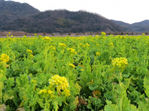 もう少ししたら一面黄色になるよ