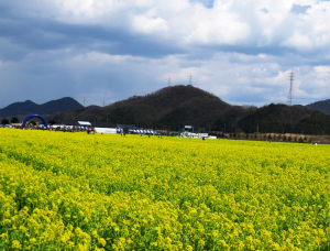 干拓の菜の花畑