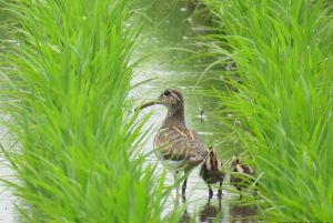 雄と子供たち