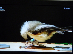 隠された餌を見つけたアラスカのコゲラ