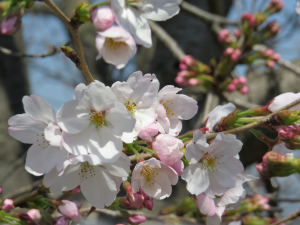 桜色も好きです、桜餅も好きです