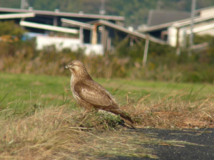 地面に鳶？にしては色がと引き返し