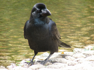 つやつやの羽のカラスくん