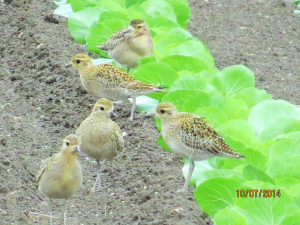 ムナグロの若鳥