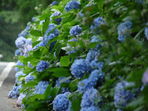 召されなば花野このままさまよいて