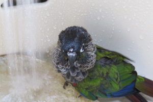 水浴び中のメジロではなくクッキー