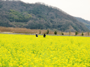 菜の花畑