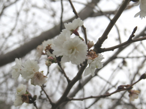 八重桜