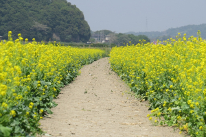 菜の花の道