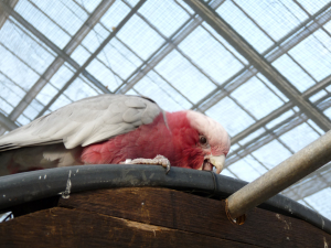 モモイロインコはどんな味アイスなんだろー