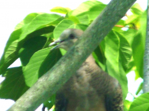 鳩も暑くて、木陰で休む