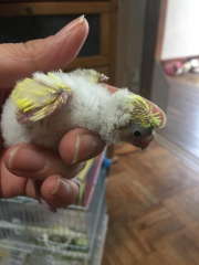 小さい様な、、、