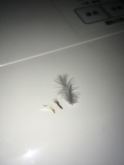 拡大できるでしょうか？見にくくてすみません