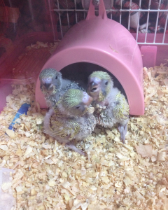 ジャンボベビーず