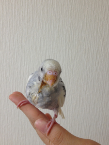 昨日のチビ太君。