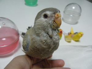 インコより、カプセルで遊んでいました^^