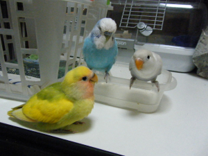 我が家の唯一可能な同時放鳥組です＾＾
