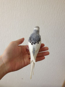 立派になりました