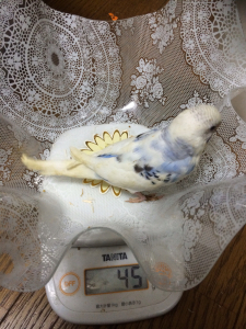 チビ太の娘の蘭
