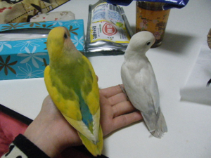 いつも2羽で行動しています^^