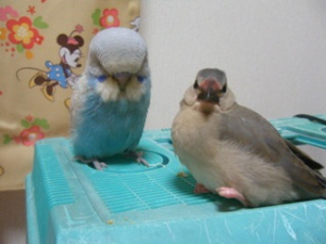 大型セキセイと文鳥