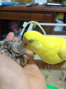 カキカキするのもスキー♪