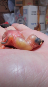 この写真で生後1週間です。