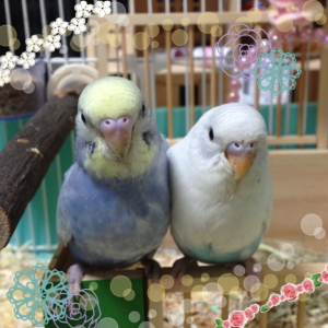 生後1ヶ月の菫と紫音。