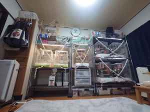 左のオカメインコとブルーボタンは、かえてません。