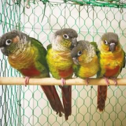 ウロコインコちゃん