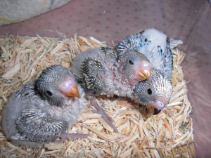 青と白の親鳥から黄色い子が生まれました