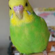 オスなので最近鼻の周りが写真より青っぽくなってきています。身体ももっと黄色になってきています