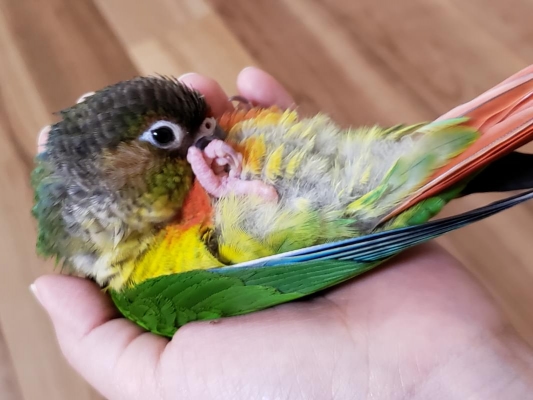 鳥の迷子情報 迷子 香川県高松市でワキコガネウロコインコで迷子になりました とりっち インコなど鳥の日本最大級sns