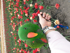 チューリップ公園