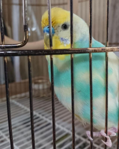 今日のろうまくです