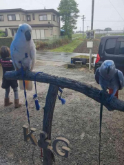 鳥も参加します?