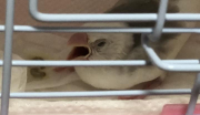 開口呼吸の様子です