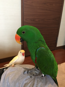 我が家の鳥たちです(^^)